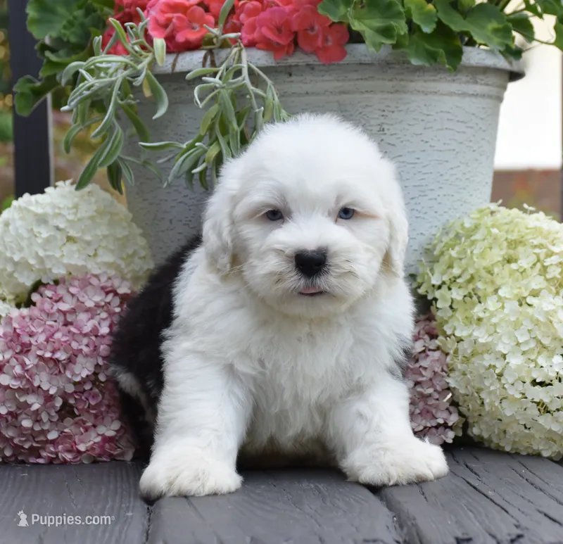 Kal BLUE EYES – Old English Sheepdog puppy for sale in Fredericksburg, OH