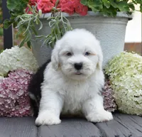 Kal BLUE EYES, a male Old English Sheepdog for sale in Fredericksburg, OH – 1 of 3