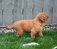Gala, a female Golden Retriever for sale in Fredericksburg, OH – 3 of 4