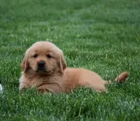 Max, a male Golden Retriever for sale in Fredericksburg, OH – 3 of 4