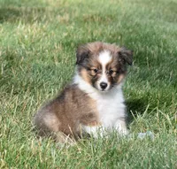 Nox , a male Shetland Sheepdog for sale in Fredericksburg, OH – 2 of 3