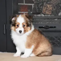 Laker, a male Shetland Sheepdog for sale in Fredericksburg, OH – Photo 2 of 4
