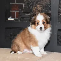 Laker, a male Shetland Sheepdog for sale in Fredericksburg, OH – Photo 1 of 4