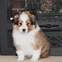 Laker, a male Shetland Sheepdog for sale in Fredericksburg, OH – Photo 4 of 4