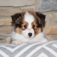 Laker, a male Shetland Sheepdog for sale in Fredericksburg, OH – Photo 3 of 4