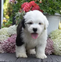 Kasper BLUE EYE, a male Old English Sheepdog for sale in Fredericksburg, OH – 3 of 3