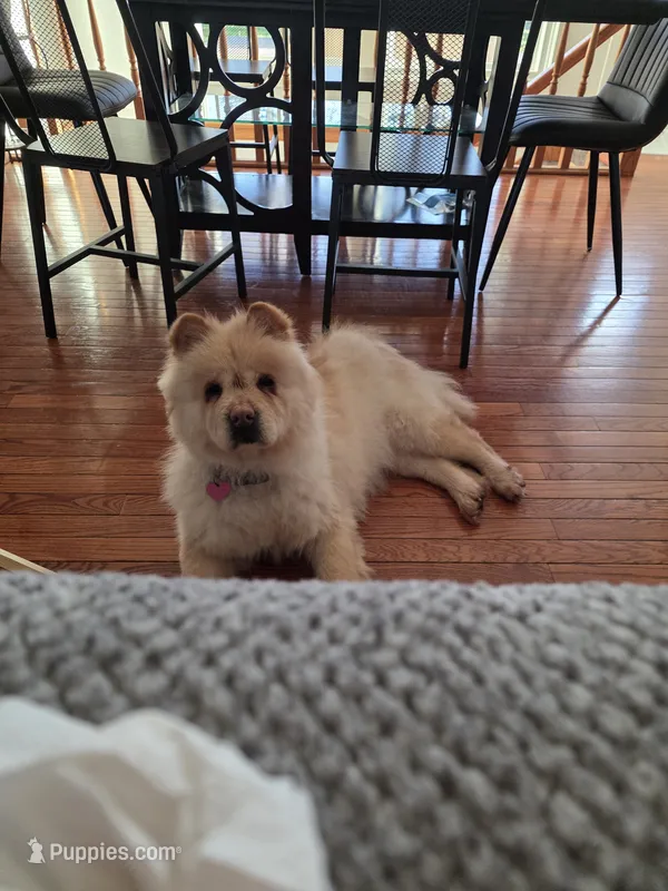 Tofu – Chow Chow puppy for sale in Menomonee Falls, WI
