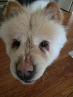 Tofu, a female Chow Chow for sale in Menomonee Falls, WI – 2 of 2