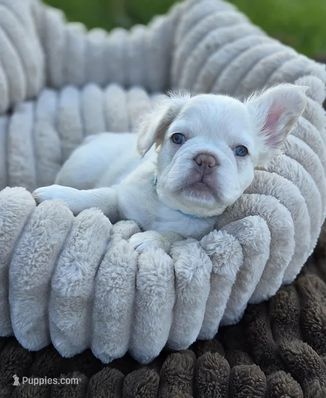 Flop, a male French Bulldog for sale in Palmdale, CA – Photo 1 of 1