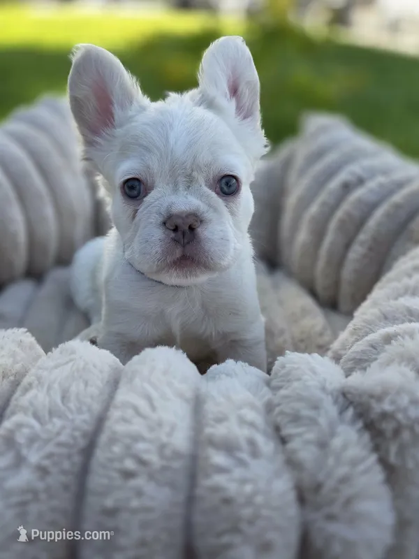 Spike – French Bulldog puppy for sale in Palmdale, CA