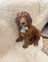 Noah, a male Goldendoodle for sale in Spokane Valley, WA – 2 of 3