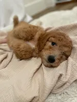 Rusty, a male Miniature Aussiedoodle for sale in Spokane Valley, WA – 4 of 5