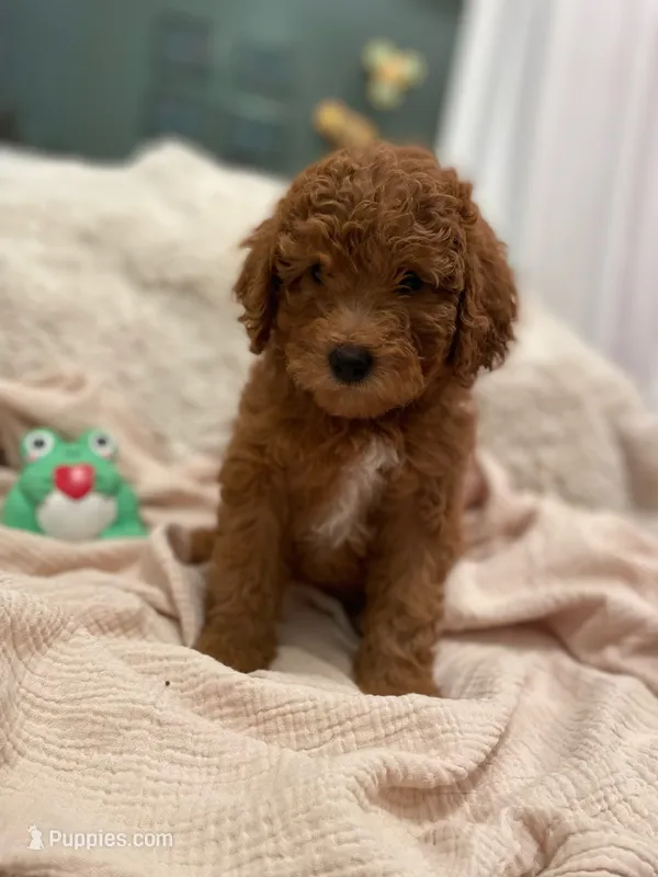 Button – Miniature Aussiedoodle puppy for sale in Spokane Valley, WA