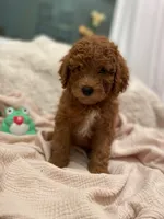 Button, a female Miniature Aussiedoodle for sale in Spokane Valley, WA – 1 of 3