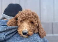 Olive, a female Goldendoodle for sale in Spokane Valley, WA – Photo 1 of 3