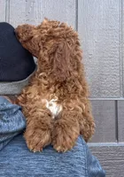 Olive, a female Goldendoodle for sale in Spokane Valley, WA – Photo 3 of 3