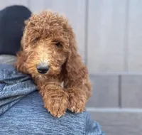Olive, a female Goldendoodle for sale in Spokane Valley, WA – Photo 2 of 3