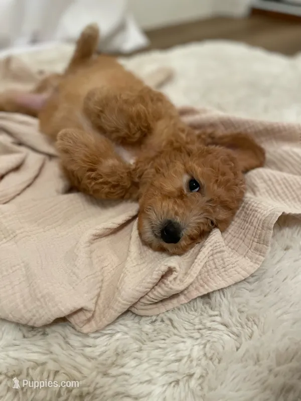 Rusty – Miniature Aussiedoodle puppy for sale in Spokane Valley, WA