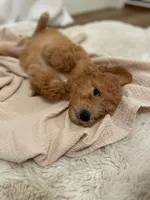 Rusty, a male Miniature Aussiedoodle for sale in Spokane Valley, WA – 1 of 5