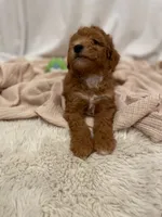 Tiny , a male Miniature Aussiedoodle for sale in Spokane Valley, WA – 2 of 4