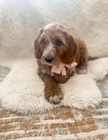  Bella, a female Goldendoodle for sale in Spokane Valley, WA – 3 of 3