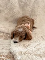 Rosy , a female Goldendoodle for sale in Spokane Valley, WA – 3 of 3