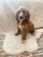  Bella, a female Goldendoodle for sale in Spokane Valley, WA – 2 of 3