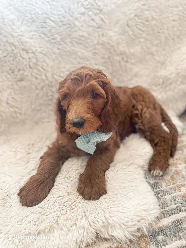 Noah – Goldendoodle puppy for sale in Spokane Valley, WA