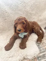 Noah, a male Goldendoodle for sale in Spokane Valley, WA – 1 of 3