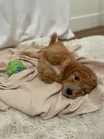 Rusty, a male Miniature Aussiedoodle for sale in Spokane Valley, WA – 5 of 5