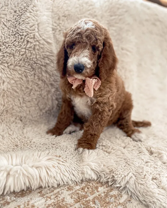 Rosy  – Goldendoodle puppy for sale in Spokane Valley, WA
