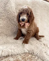 Rosy , a female Goldendoodle for sale in Spokane Valley, WA – 1 of 3