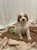 Freckles , a male Miniature Aussiedoodle for sale in Spokane Valley, WA – 3 of 4