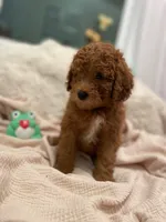 Button, a female Miniature Aussiedoodle for sale in Spokane Valley, WA – 3 of 3