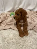 Tiny , a male Miniature Aussiedoodle for sale in Spokane Valley, WA – 4 of 4