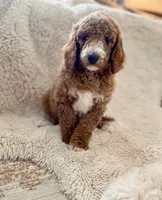 Rosy , a female Goldendoodle for sale in Spokane Valley, WA – 2 of 3