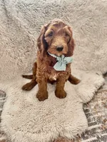 Noah, a male Goldendoodle for sale in Spokane Valley, WA – 3 of 3