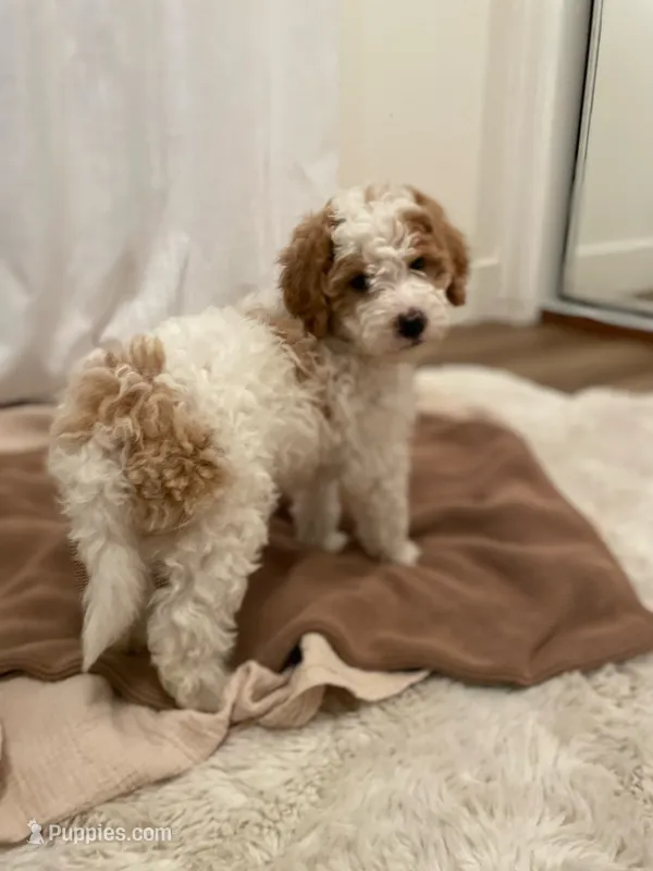 Freckles  – Miniature Aussiedoodle puppy for sale in Spokane Valley, WA