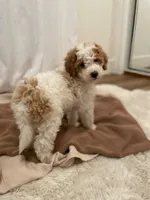 Freckles , a male Miniature Aussiedoodle for sale in Spokane Valley, WA – 1 of 4