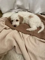 Velcro, a male Miniature Aussiedoodle for sale in Spokane Valley, WA – 4 of 4