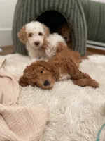 Tiny , a male Miniature Aussiedoodle for sale in Spokane Valley, WA – 3 of 4
