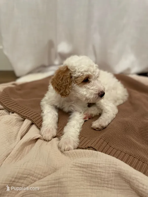 Velcro – Miniature Aussiedoodle puppy for sale in Spokane Valley, WA