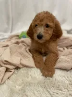 Rusty, a male Miniature Aussiedoodle for sale in Spokane Valley, WA – 3 of 5