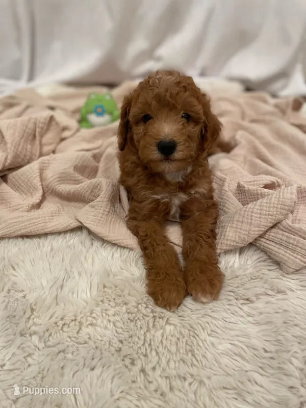 Tiny  – Miniature Aussiedoodle puppy for sale in Spokane Valley, WA