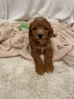 Tiny , a male Miniature Aussiedoodle for sale in Spokane Valley, WA – 1 of 4
