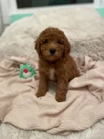 Button, a female Miniature Aussiedoodle for sale in Spokane Valley, WA – 2 of 3