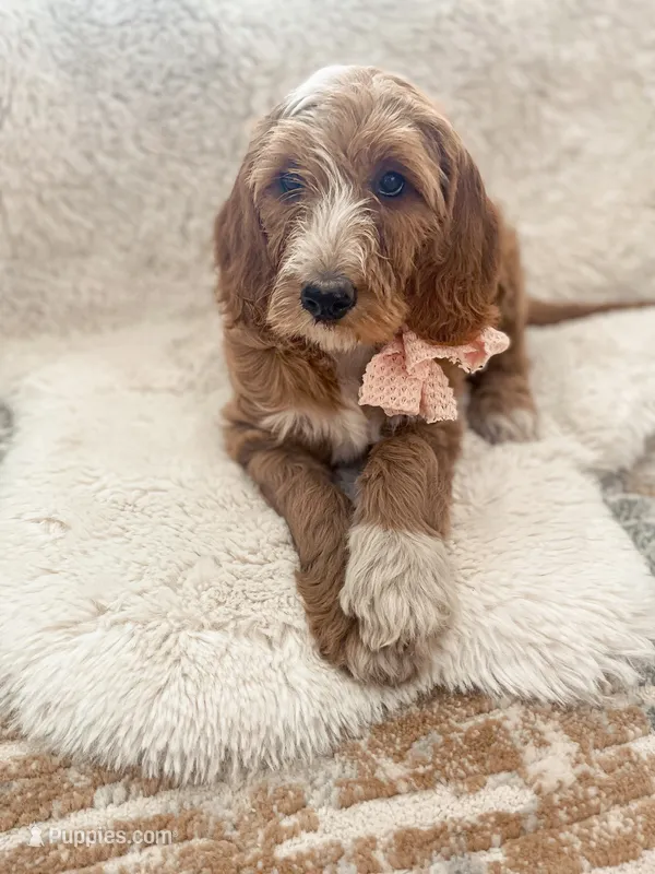  Bella – Goldendoodle puppy for sale in Spokane Valley, WA