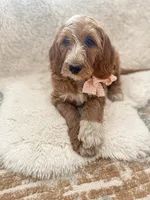  Bella, a female Goldendoodle for sale in Spokane Valley, WA – 1 of 3