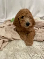 Rusty, a male Miniature Aussiedoodle for sale in Spokane Valley, WA – 2 of 5