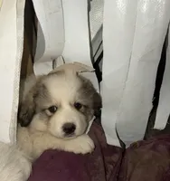 Female LGD , a female Great Pyrenees for sale in Alton, IL – Photo 2 of 3